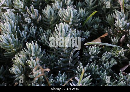 Sedum sedimentoforme - piante selvatiche sparate in autunno. Autunno Foto Stock