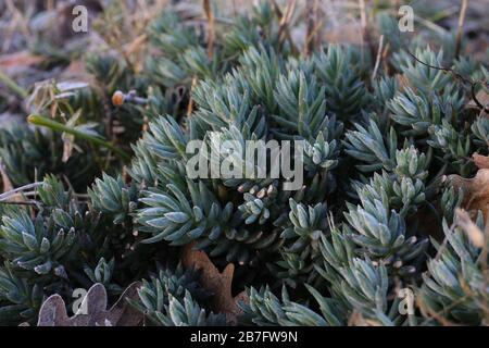 Sedum sedimentoforme - piante selvatiche sparate in autunno. Autunno Foto Stock