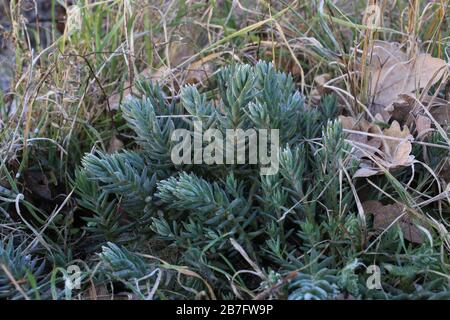 Sedum sedimentoforme - piante selvatiche sparate in autunno. Autunno Foto Stock