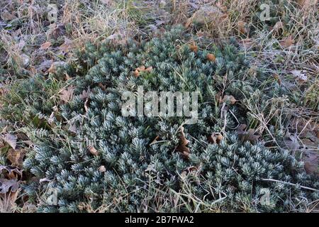 Sedum sedimentoforme - piante selvatiche sparate in autunno. Autunno Foto Stock