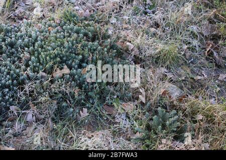 Sedum sedimentoforme - piante selvatiche sparate in autunno. Autunno Foto Stock