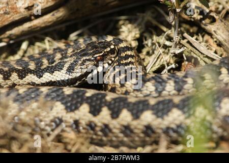 Una bella scala, Vipera berus, serpente appena fuori dall'ibernazione che si crogiola al sole del mattino. Foto Stock