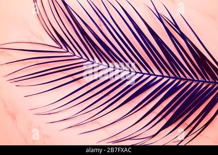 Foglia di un robelini in colore ultravioletto al neon su sfondo rosa. Foglia di palma tropicale dipinta. Disposizione piatta, vista dall'alto. Foto Stock