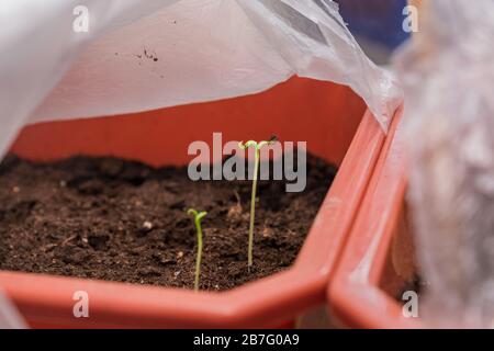 Primo piano di semina in una pentola di plastica. Concetto di giardinaggio domestico. Microgreen Foto Stock