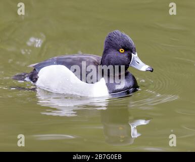 Anatra a collo di anello, maschio adulto, guado Foto Stock