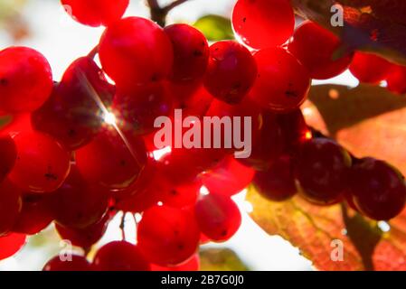 Bacche rosse di viburno che crescono su un cespuglio in estate illuminate dalla luce del sole Foto Stock