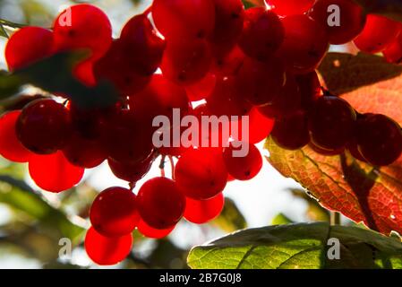 Bacche rosse di viburno che crescono su un cespuglio in estate illuminate dalla luce del sole Foto Stock