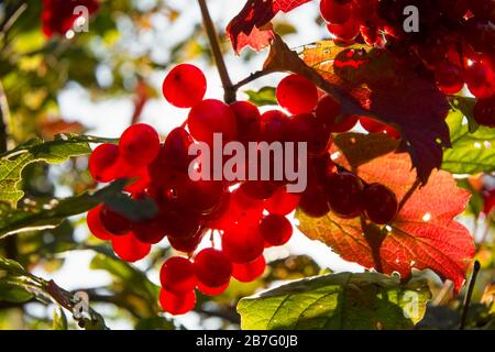 Bacche rosse di viburno che crescono su un cespuglio in estate illuminate dalla luce del sole Foto Stock