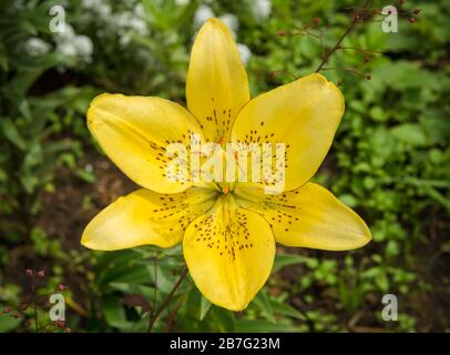 Fiore giallo giglio in estate in giardino Foto Stock