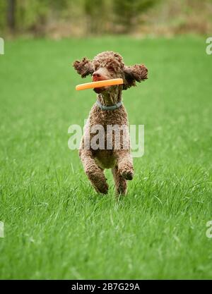 Marrone barboncino standard correre e saltare con gioia in un prato. Giocoso cane giocare con un giocattolo in erba in estate. Foto Stock