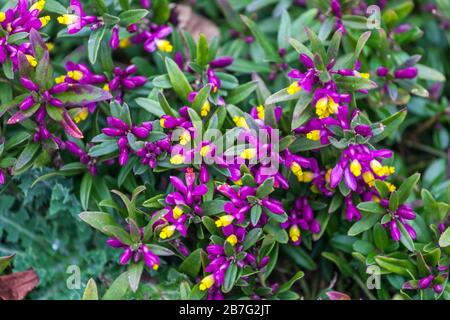 Milkwort strisciante Polygala chaebuxus 'Kammiski' Foto Stock