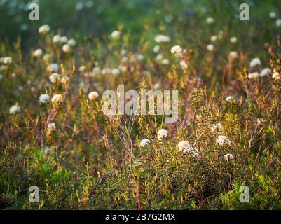 Marsh Labrador tea, Rhododendron tomentosum pianta in autunno la luce del sole. Messa a fuoco selettiva, sfondo sfocato. Foto Stock