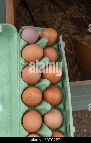 Una chiusura di una collezione di marrone polli ruspanti uova e uno viola uovo seduto in una scatola per uova aventi stato appena raccolti. Foto Stock