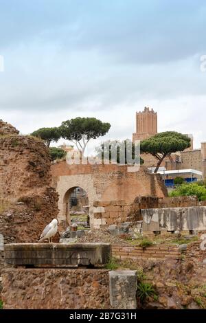 Veduta del Foro Romano con gabbiano a Roma Foto Stock