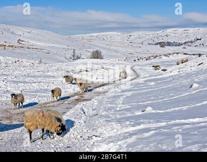 Pecore nella neve, Swaledale, Yorkshire Foto Stock