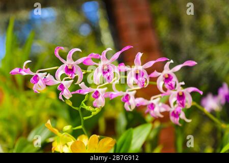 Asia meridionale ha iniziato 1371 Re Wickramabahu la Orchid House dettaglio primo piano fiori fiori fiore fiori spray Foto Stock