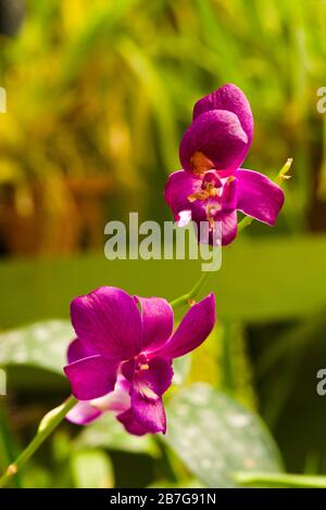 Asia del sud ha cominciato 1371 re Wickramabahu la casa delle orchidee primo piano fiori fiore fiori fiori fiori fiori Vanda Orchid, V, Orchidaceae, Foto Stock