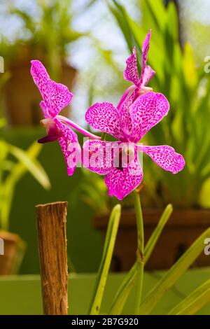 Asia del sud ha cominciato 1371 re Wickramabahu la casa delle orchidee primo piano fiori fiore fiori fiori fiori fiori Vanda Orchid, V, Orchidaceae, Foto Stock