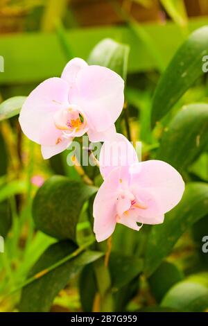 Asia del sud ha cominciato 1371 re Wickramabahu la casa delle orchidee primo piano fiori fiore fiori fiori fiori fiori Vanda Orchid, V, Orchidaceae, Foto Stock