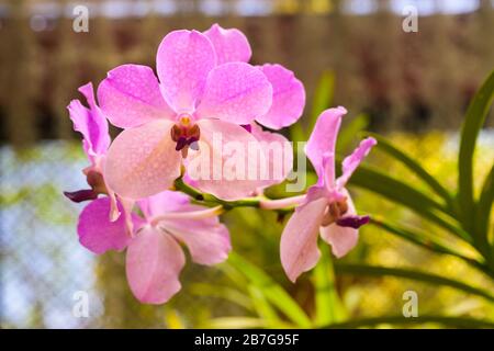 Asia del sud ha cominciato 1371 re Wickramabahu la casa delle orchidee primo piano fiori fiore fiori fiori fiori fiori Vanda Orchid, V, Orchidaceae, Foto Stock