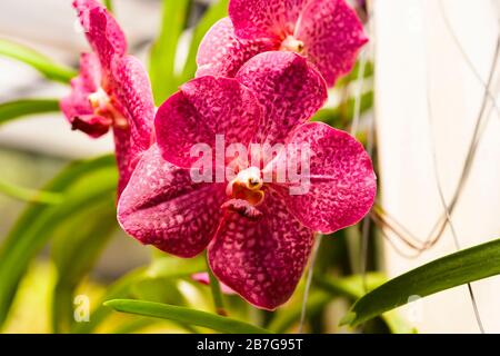 Asia del sud ha cominciato 1371 re Wickramabahu la casa delle orchidee primo piano fiori fiore fiori fiori fiori fiori Vanda Orchid, V, Orchidaceae, Foto Stock