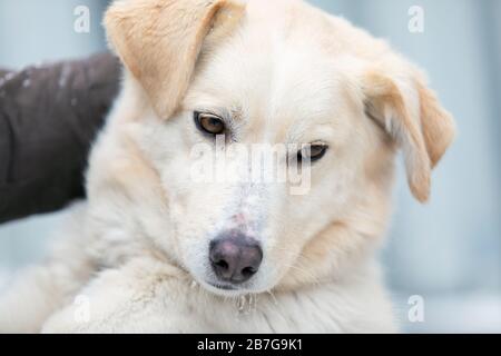 cane senzatetto in rifugio con gli occhi piangenti tristi, momento emotivo, adottare me concetto. Foto Stock