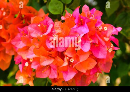 Sud Asia Sri Lanka Geragama Estate tè fabbrica fiori fiore fiori fiore fiori bougainvillea spine ornamentali nativo Sud America colorato Foto Stock