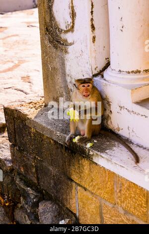Asia del sud Sri Lanka templi della grotta di Dambulla Ceylon dal 1st secolo 5 templi di roccia selvaggia Toque Macaque Macaca Sinica scimmie scimmia seduta sul muro Foto Stock