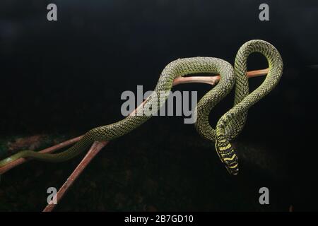 Serpente volante d'oro, ornata Chrysopelea Foto Stock