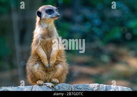 Seduta meerkat su un tronco d'albero Foto Stock