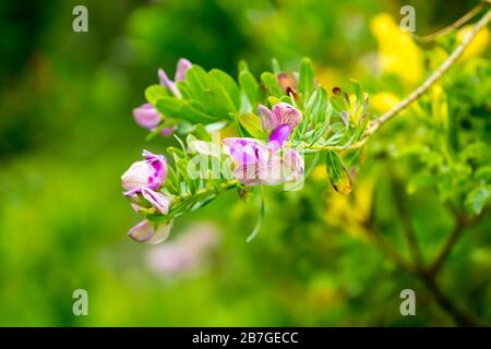 Primo piano dei fiori viola o lilla del cespuglio di settembre o Polygala myrtifolia che è un arbusto sempreverde sudafricano resistente alla siccità Foto Stock