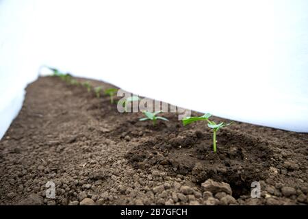 Cucumber giovani pianta che crescono in una serra - fuoco selettivo, spazio di copia, sfondo bianco Foto Stock