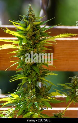 Bocciolo verde di marijuana in una giornata di sole, luce legale marijuana in Svizzera, con sfondo in legno Foto Stock