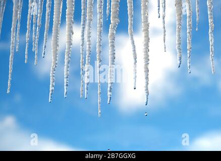 Le gocce primaverili cadono da lunghe ghiacciate che si fondono davanti a un cielo blu chiaro su un luminoso giorno di scongelamento vista verticale da vicino Foto Stock