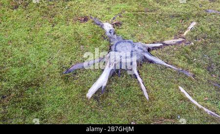 Un grumo di albero con radici che si sparge nell'erba verde che lo circonda. Foto Stock