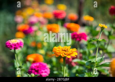 Zinnia fiorente nel giardino - fuoco selettivo, spazio copia Foto Stock