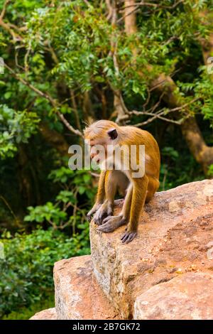 Asia Sri Lanka Sigiriya Rock Wild Toque Macaque Macaca Sinica scimmia fauna seduta su masso di roccia Foto Stock