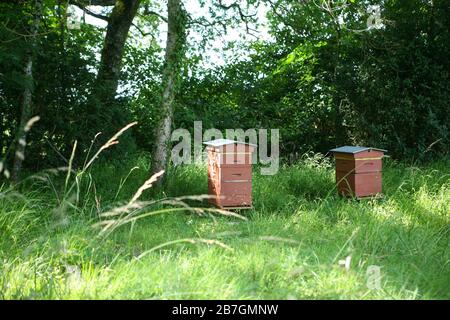 Due alveari in un campo con sfondo boschivo Foto Stock