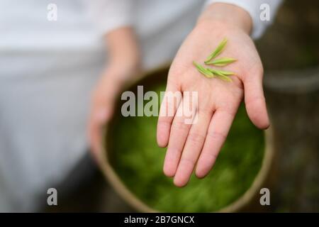 Yuqing, provincia cinese di Guizhou. 16 Marzo 2020. Uno staff mostra foglie di tè in un giardino di tè nella Contea di Yuqing, nella città di Zunyi, nella provincia di Guizhou della Cina sudoccidentale, il 16 marzo 2020. Gli agricoltori locali qui sono stati impegnati a raccogliere le foglie di tè primaverile recentemente tra le misure per prevenire la diffusione di nuovi coronavirus. Credit: Yang Ying/Xinhua/Alamy Live News Foto Stock