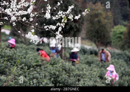 Yuqing, provincia cinese di Guizhou. 16 Marzo 2020. La gente sceglie le foglie di tè in un giardino di tè nella contea di Yuqing, città di Zunyi, provincia di Guizhou della Cina sudoccidentale, 16 marzo 2020. Gli agricoltori locali qui sono stati impegnati a raccogliere le foglie di tè primaverile recentemente tra le misure per prevenire la diffusione di nuovi coronavirus. Credit: HU Panxue/Xinhua/Alamy Live News Foto Stock