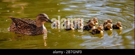 Una pagaia di 14 anatroccoli seguono la loro madre mentre si foraggio per il cibo lungo il Kennet & Avon Canal, tra Bradford on Avon e Bath. Foto Stock