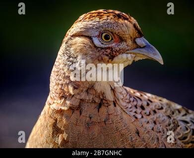 Fagiano femmina (Phasianus colchico) nel Lanarkshire meridionale, Scozia Foto Stock