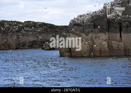 GUILLEMOTS (Uria aalge) si riuniscono al loro luogo di allevamento, Regno Unito. Foto Stock