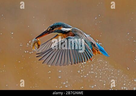 KINGFISHER, UK. Foto Stock