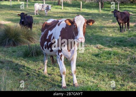 Quattro mucche di latte di colori diversi in un campo di erba verde, in primo piano uno di loro marrone e bianco guardando la macchina fotografica Foto Stock