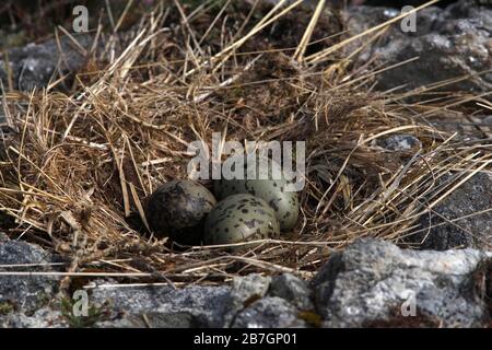 UOVA DI GABBIANO COMUNE (Larus canus) nel nido, Scozia, Regno Unito. Foto Stock