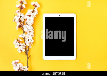 Bouquet di rametti di albicocca con fiori, compressa bianca su sfondo giallo. Posizionare per il testo. Calzare in piano Foto Stock