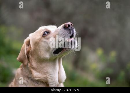 Un anziano Labrador Retriever in piedi e guardando lontano Foto Stock