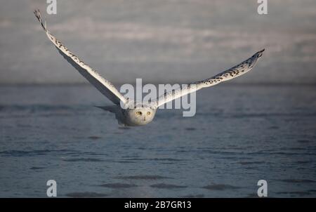 Gufo nevoso (bubo scandiacus) in volo a caccia di uno stagno coperto di ghiaccio a Ottawa, Canada Foto Stock