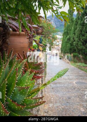 Pianta succulenta con gocce di pioggia di fronte a 365 scalini sfocati di Calvario a Pollenca sull'isola baleari di Maiorca (Maiorca), Spagna Foto Stock